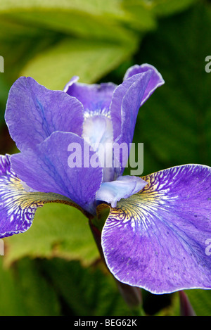 Iris sibirica 'Silver Edge' AGM Banque D'Images