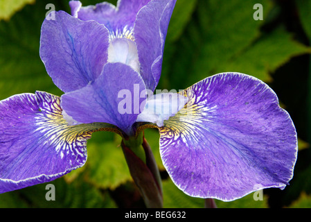 Iris sibirica 'Silver Edge' AGM Banque D'Images