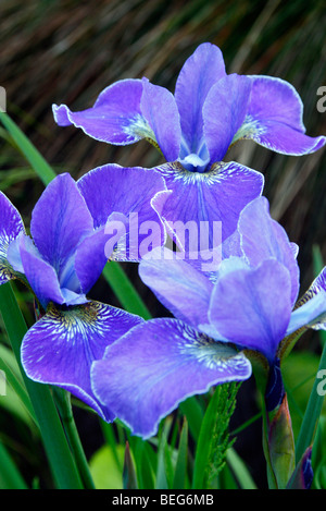 Iris sibirica 'Silver Edge' AGM Banque D'Images