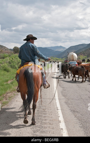 Cowboy à cheval à l'aide de corde pour conduire le bétail le long d'une voie publique dans l'ouest du Colorado Banque D'Images