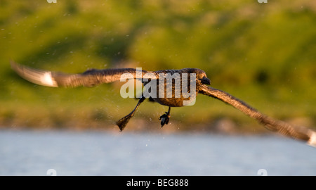 Grand labbe Stercorarius skua décollant de extérieure Fair Isle Shetland Banque D'Images