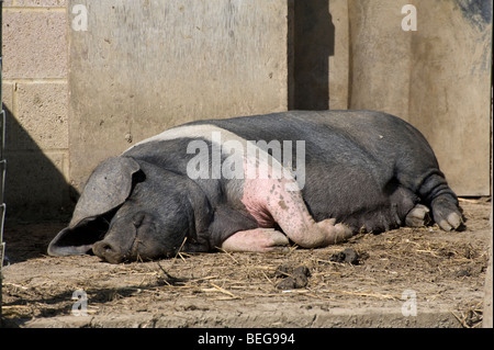 Un Wessex Saddleback Cochon couché endormi dans un sty Banque D'Images