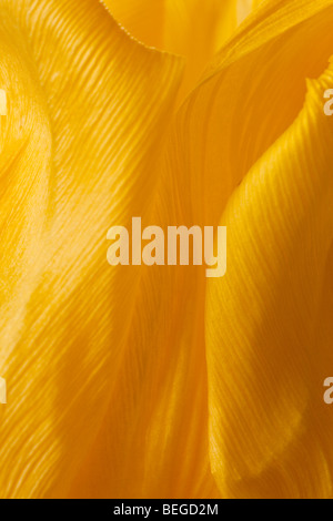 Yellow tulip petals abstract background Banque D'Images