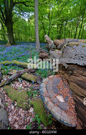 L'artiste : Champignon Ganoderma applanatum. En hêtre tombé sur bois Bluebell Banque D'Images