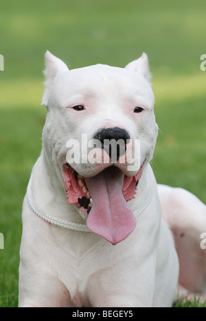 Dog argentin / Dogo Argentino portrait Banque D'Images