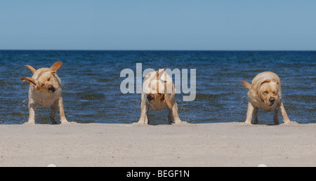 Trois Labradors retriever sur la plage Banque D'Images