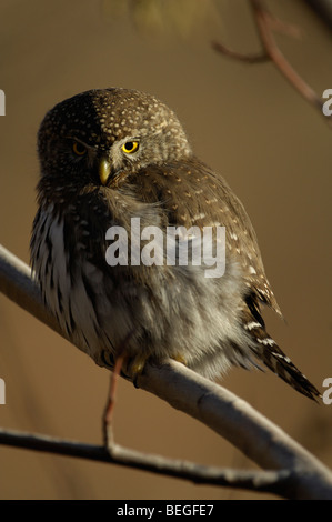 Le nord de l'owl chevêchettes (Glaucidium gnoma) Banque D'Images