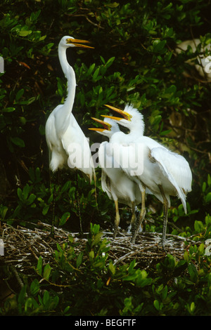 Grande aigrette (Ardea alba) avec de jeunes adultes au nid Banque D'Images