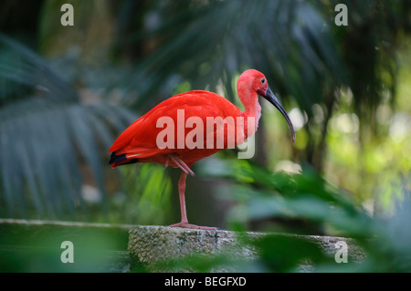 Ibis rouge debout sur une jambe sur un fond d'arbres Banque D'Images