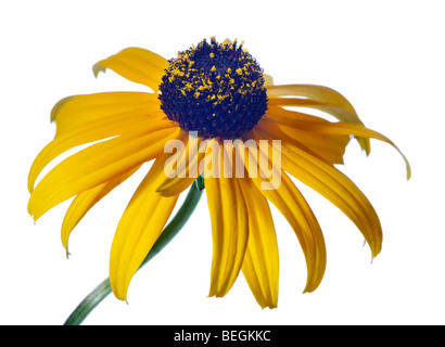 'Goldsturm' Orange Coneflower, Praktrudbeckia (Rudbeckia fulgida) Banque D'Images