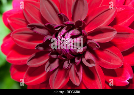 'Arabian Night' formel Dahlia décoratif, Dekoratifdahlia (Dahlia x hortensis) Banque D'Images