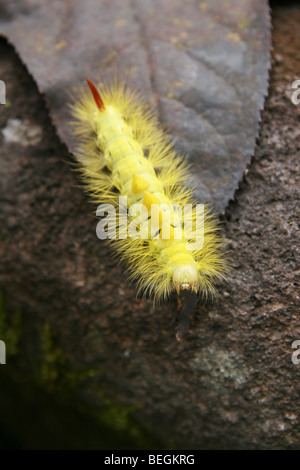 L'étrange à la chenille à houppes du pâle (Dasychira pudibunda) dans Sanctuaire Togakushi, Japon Banque D'Images