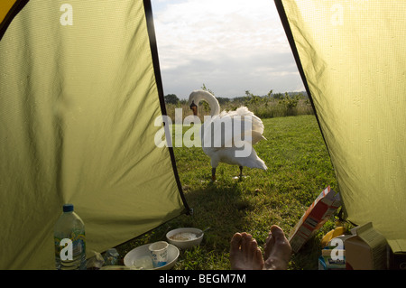 Un cygne ressemble pour l'alimentation à l'extérieur d'une tente de camping de bonne heure le matin, Worcestershire, Angleterre, Royaume-Uni, Banque D'Images