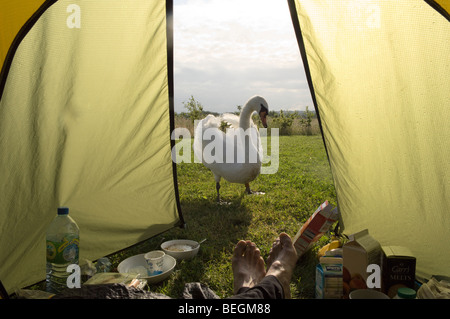 Un cygne ressemble pour l'alimentation à l'extérieur d'une tente de camping de bonne heure le matin, Worcestershire, Angleterre, Royaume-Uni, Banque D'Images