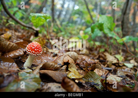 Agaric Fly nouveaux à partir de la forêt. Une belle jeune Amanita muscaria développe parmi les feuilles d'automne dans les forêts montagneuses du Japon. Banque D'Images