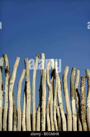 Mur en bois rond naturel bois rayé bleu ciel d'été, trunks Banque D'Images