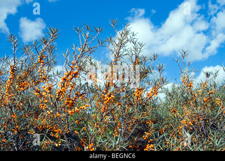 Sea-buckthorns avec baies mûres sauvages growning sur la côte est de la Grande Bretagne Banque D'Images