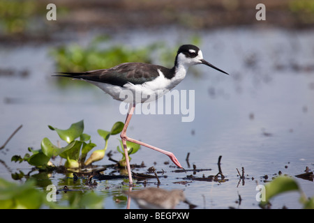 Échasse, Himantopus mexicanus, dans Myakka Lac en Floride Banque D'Images