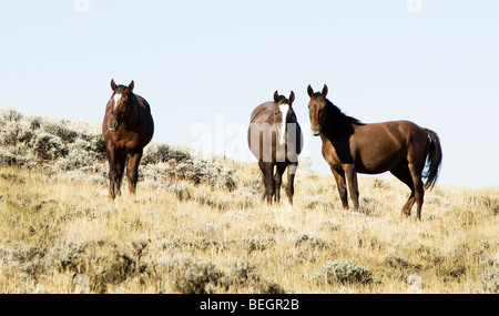 Itinérance libre sur la Montagne Blanche mustangs BLM terre près de Green River dans le Wyoming Banque D'Images