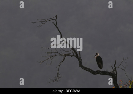 Woolly-necked Stork, Ciconia Episcopus Banque D'Images