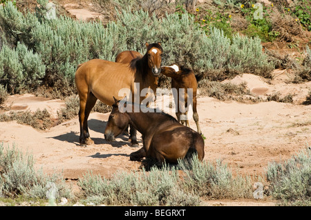 Itinérance dans les Mustangs de Pryor Mountain gamme cheval sauvage dans le Wyoming Banque D'Images