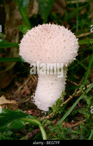 Puff-ball mushroom (Lycoperdon perlatum) Banque D'Images