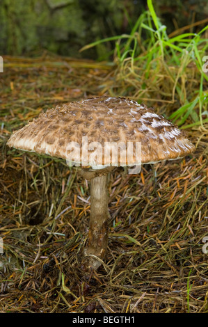 Shaggy Parasol, Macrolepiota rhacodes, champignon Banque D'Images