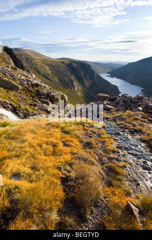 L'herbe (Trichophorum cespitosum cerf), et des feuilles de Bog Asphodel, croissant sur le plateau de Cairngorm, cherchent à Loch Avon Banque D'Images