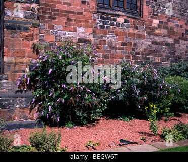 Buddleia dans l'enceinte de la cathédrale de Carlisle Cumbria England Banque D'Images