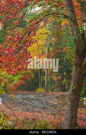 Chemin de construction en forêt de Harvard sur une morne après-midi d'automne, Banque D'Images