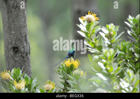 Souimanga Malachite mâle se nourrissant de Protea Pincushion jaunes dans la forêt Banque D'Images