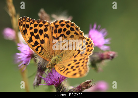 Lavé argent Fritillary sur Chardon, England UK Banque D'Images