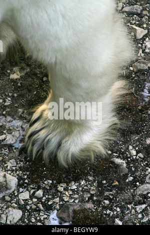 Gros plan du pied et de la jambe d'un ours polaire dans la toundra en dehors de Churchill, au Manitoba, au cours de l'automne saison de migration des ours Banque D'Images