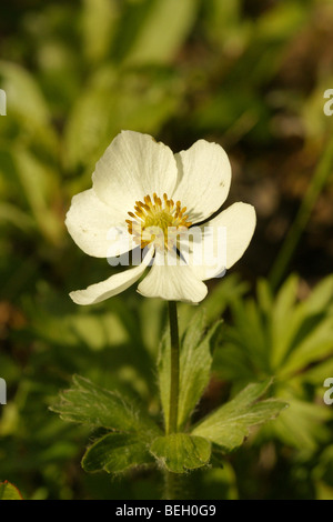 Anemone narcissiflora subsp. Sibirica. Banque D'Images