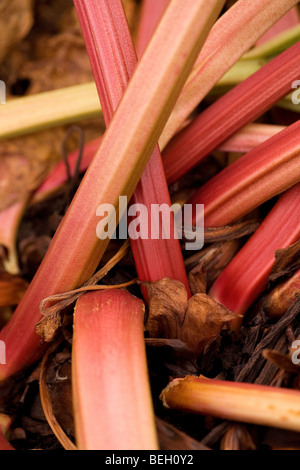 Les tiges de rhubarbe (pétioles), cette plante est souvent cultivée ou d'attribution d'accueil pour la consommation Banque D'Images