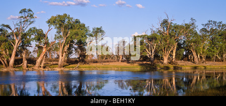 River Red Gums, Murray River, Australie du Sud Banque D'Images