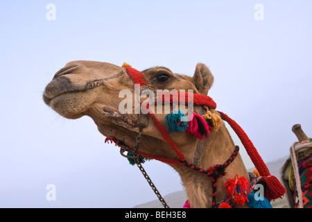 Dromadaire chameau d'Arabie, Camelus dromedarius, Le Caire, Egypte Banque D'Images