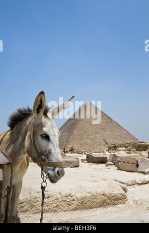 Pyramide de Khéops avec âne en premier plan, Le Caire, Egypte Banque D'Images