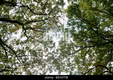 Ciel d'été s'infiltre dans les vieux rameaux et feuillage vert des arbres de chêne dans l'ancienne forêt de bois Sydenham Banque D'Images