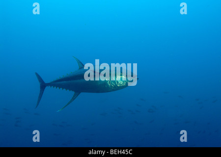 L'albacore, Thunnus albacares, Cocos Island, Costa Rica Banque D'Images