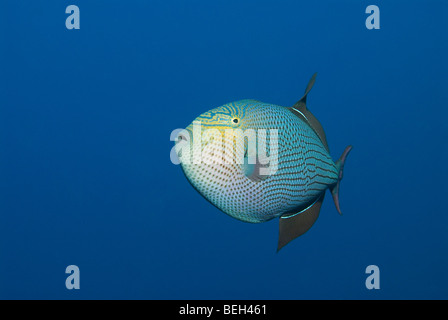 Melichthys niger noir, Balistes, Cocos Island, Costa Rica Banque D'Images