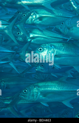 Banc de carangues gros yeux, Caranx sexfasciatus, Cocos Island, Costa Rica Banque D'Images