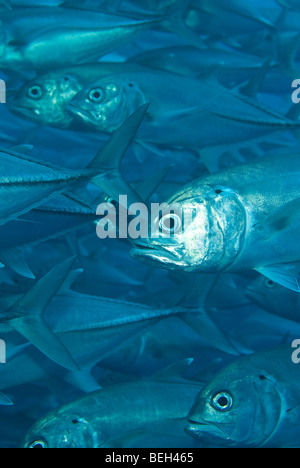 Big-eye, carangue Caranx sexfasciatus, Cocos Island, Costa Rica Banque D'Images