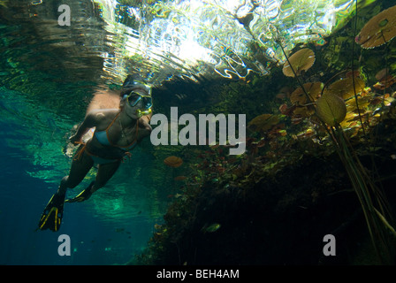 Plongée libre dans Grand Cenote de Tulum, péninsule du Yucatan, Mexique Banque D'Images