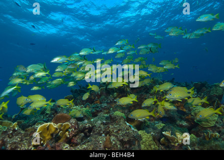 Banc de vivaneaux et des grognements, Lutjanus, Johnrandallia, Isla Mujeres, péninsule du Yucatan, la mer des Caraïbes, Mexique Banque D'Images