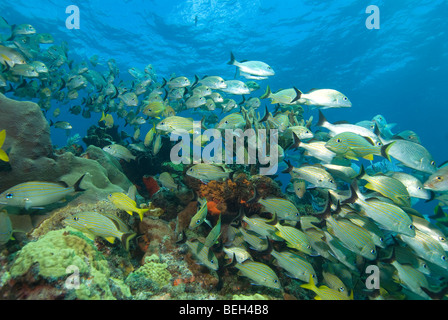 Banc de vivaneaux et des grognements, Lutjanus, Johnrandallia, Isla Mujeres, péninsule du Yucatan, la mer des Caraïbes, Mexique Banque D'Images