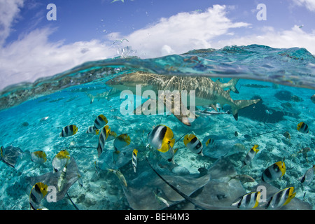 Requin Le requin et le Sud de Stingray, Carcharhinus melanopterus, Bora Bora, Polynésie Française Banque D'Images