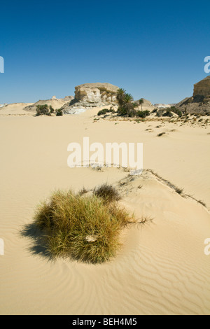 Oasis al-Wadi près de White Desert National Park, Désert de Libye, Egypte Banque D'Images