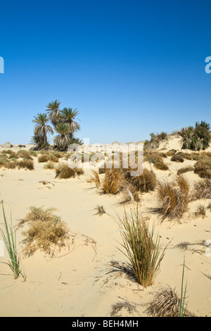 Oasis al-Wadi près de White Desert National Park, Désert de Libye, Egypte Banque D'Images