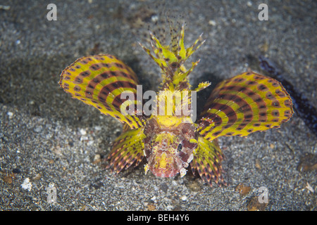 Le requin en poisson-papillon jaune, coloration inhabituelle Dendrochirus brachypterus, Sulawesi, le Détroit de Lembeh, Indonésie Banque D'Images